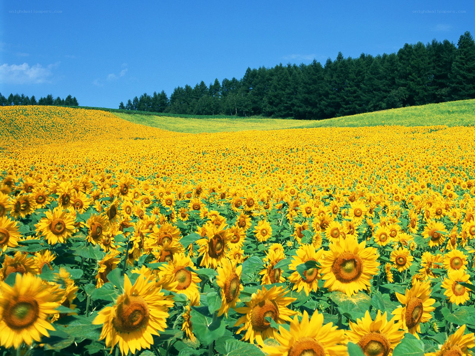 Sunflower field under blue sky
