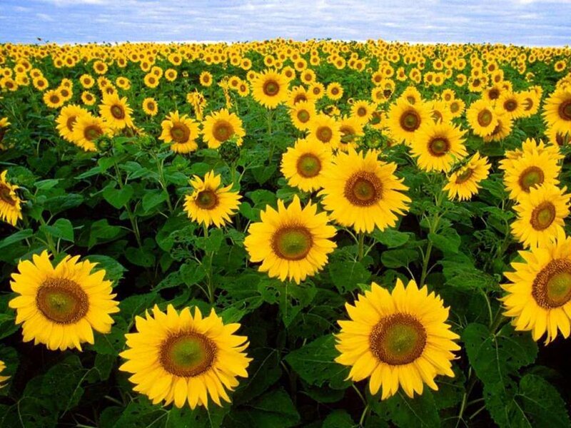 Sunflower field under blue sky