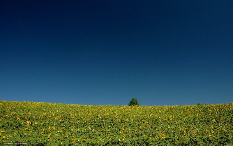 Sunflower Field under Blue Sky — Serene