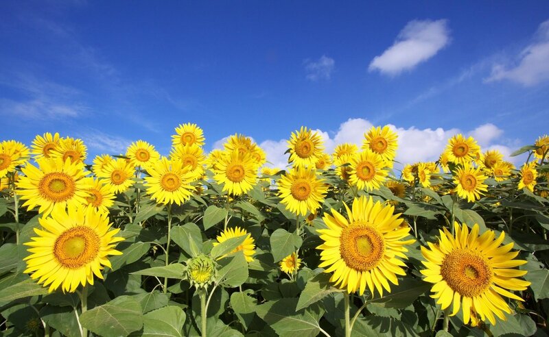 Sunflower Field under Blue Sky — Yellow, Serene, Afternoon, Photograph, Blue Sky