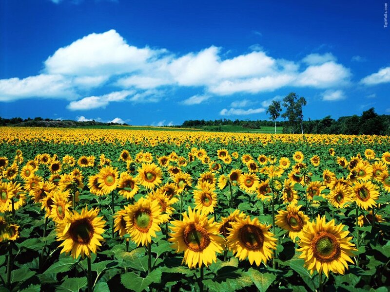 Sunflower Field under Blue Sky — Yellow, Serene, Afternoon, Photograph, Clouds