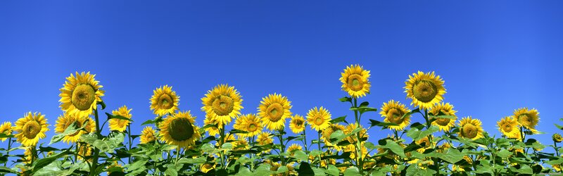 Sunflower Field under Blue Sky — Yellow, Serene, Afternoon, Photograph