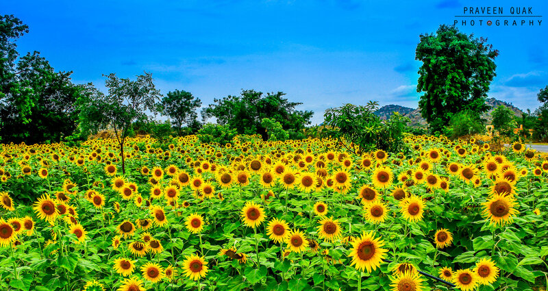 Sunflower Field under Blue Sky — Yellow, Serene, Afternoon, Photograph, Trees