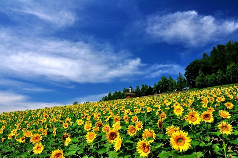Sunflower Field under Blue Sky — Yellow, Serene, Summer