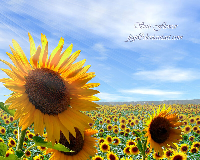 Sunflower Field under Blue Sky — Yellow, Serene