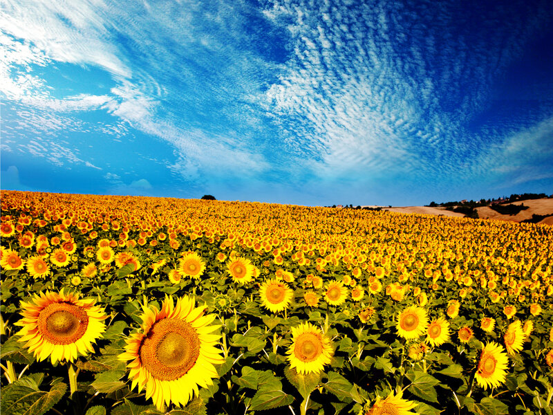 Sunflower Field under Blue Sky — Yellow
