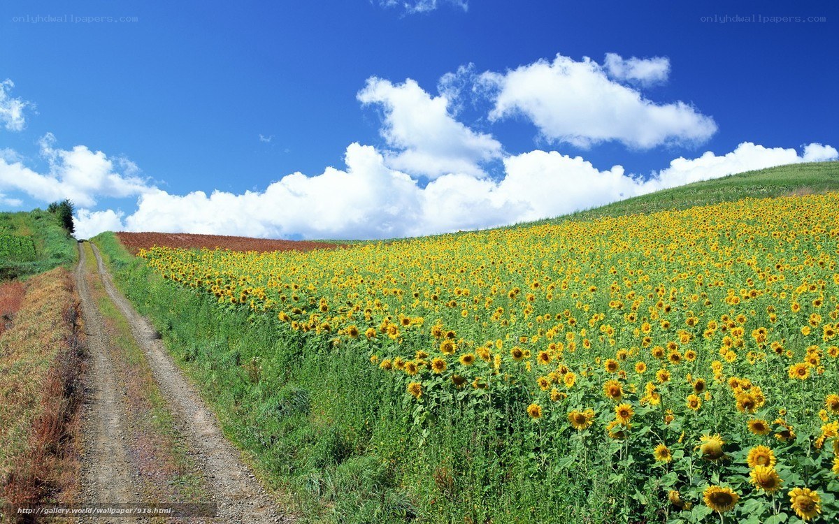 Sunflower field under blue sky