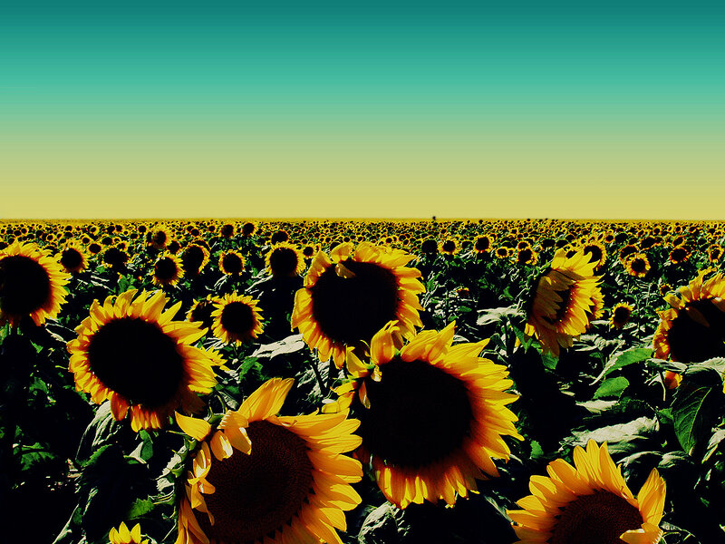 Sunflower field under clear sky