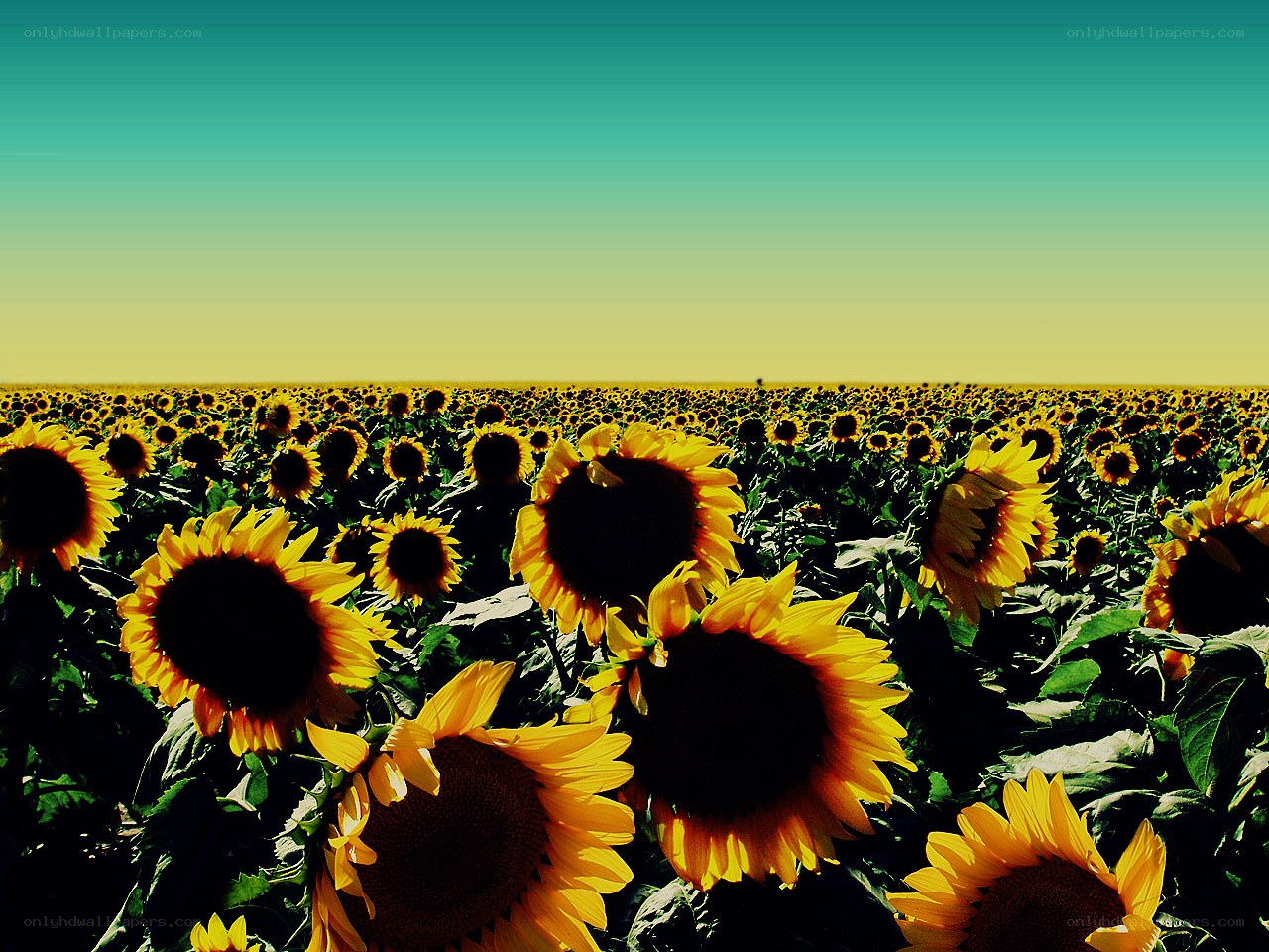 Sunflower field under clear sky