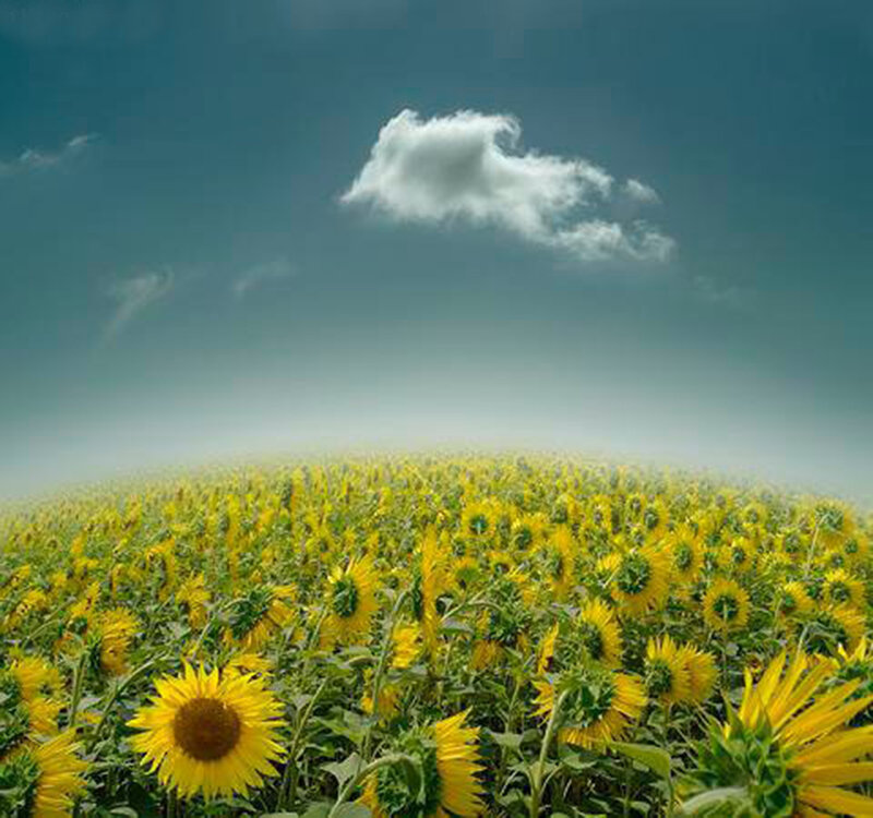 Sunflower Field under Cloud