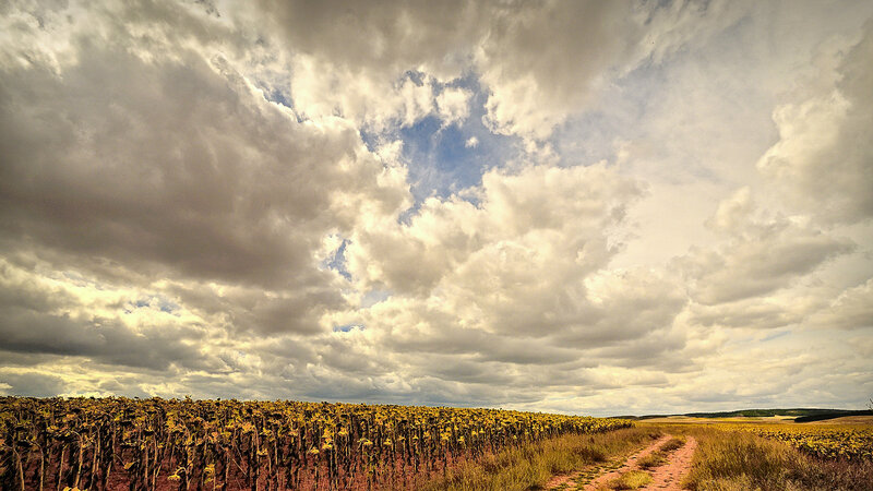 Sunflower Field under Clouds