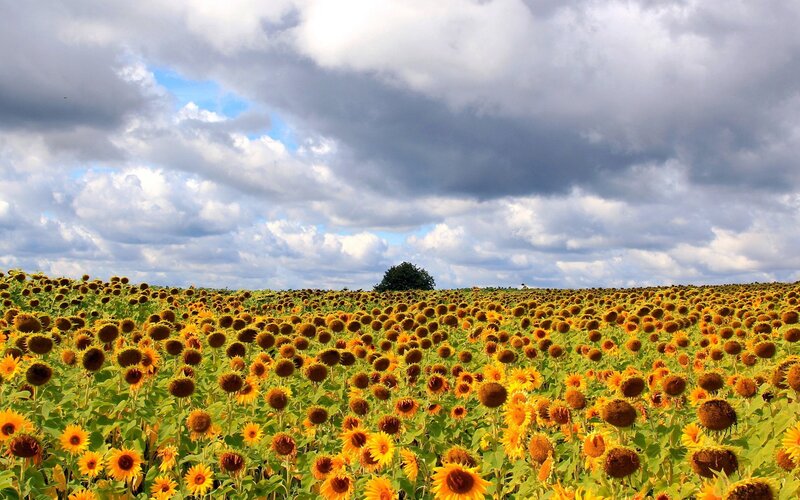 Sunflower Field under Clouds — Yellow, Dramatic