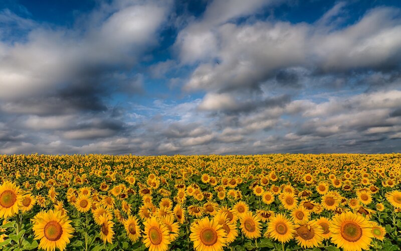Sunflower Field under Clouds — Yellow