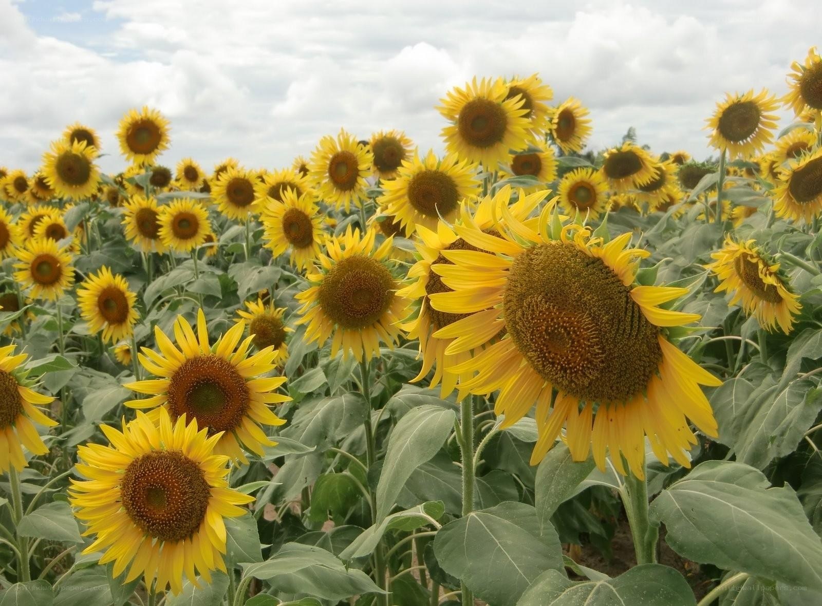 Sunflower field under cloudy sky