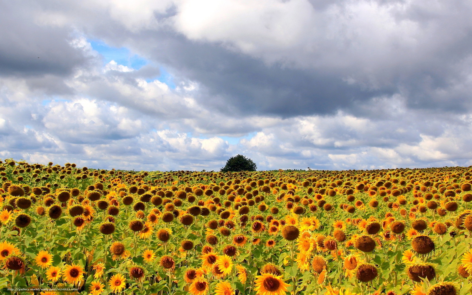 Sunflower field under cloudy sky