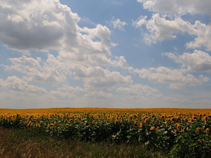 Sunflower field under cloudy sky