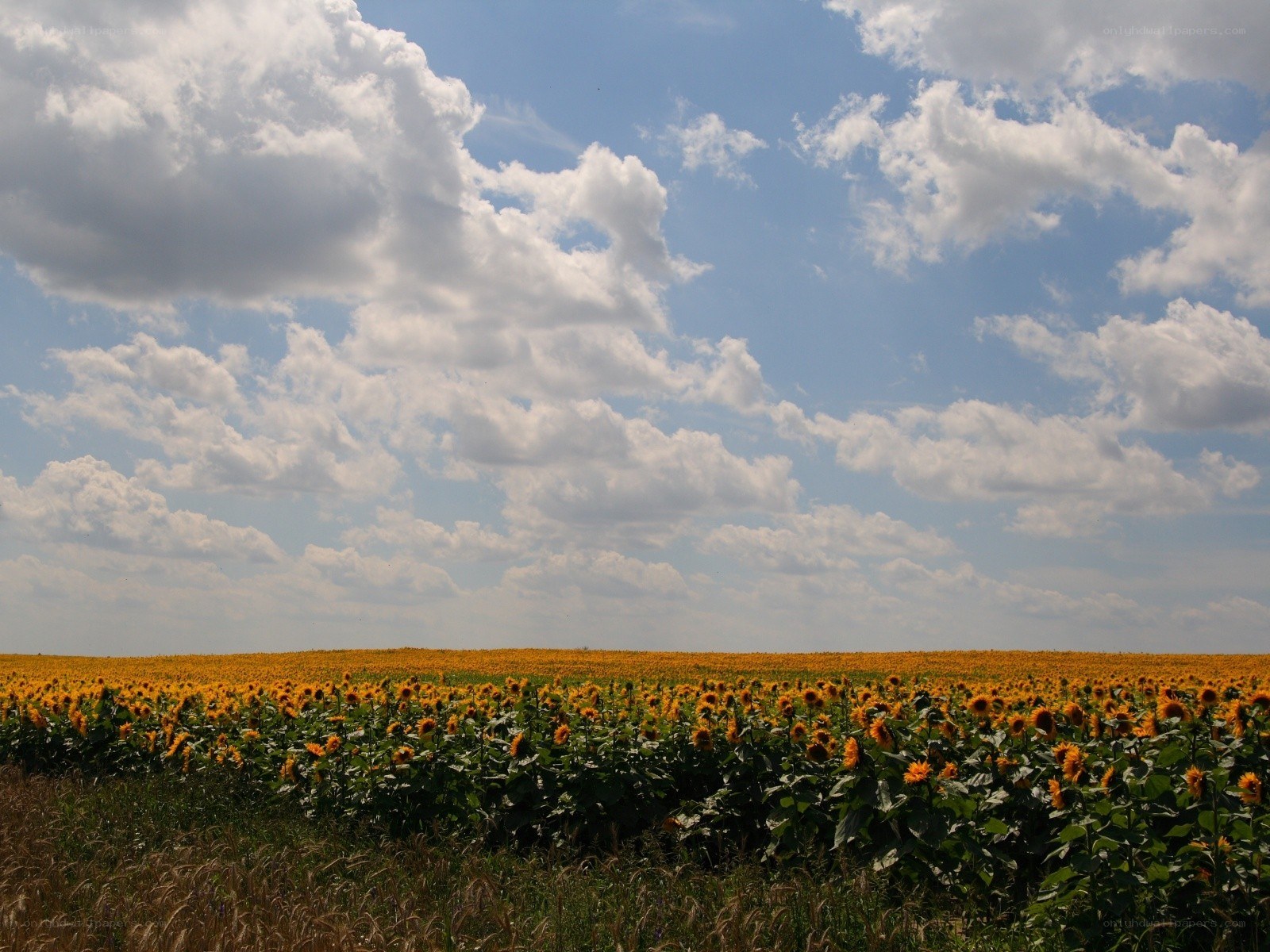Sunflower field under cloudy sky