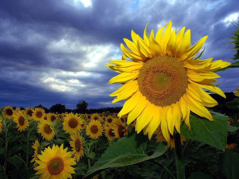 Sunflower field under cloudy sky