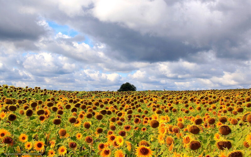 Sunflower Field under Cloudy Sky — Yellow, Dramatic, Afternoon, Photograph