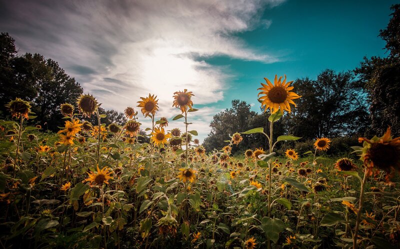 Sunflower Field under Cloudy Sky — Yellow, Dramatic, Afternoon, Photograph, Trees