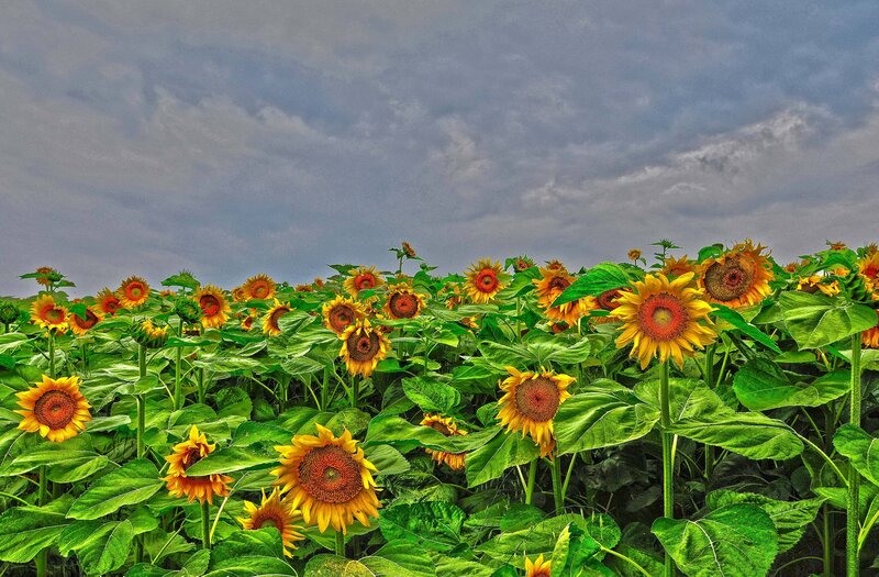 Sunflower Field under Cloudy Sky — Yellow, Dramatic, Afternoon