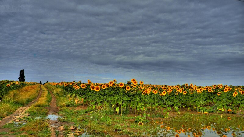Sunflower Field under Cloudy Sky — Yellow, Dramatic