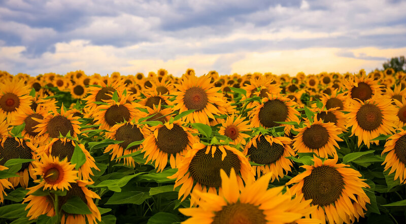 Sunflower Field under Cloudy Sky — Yellow, Serene, Afternoon