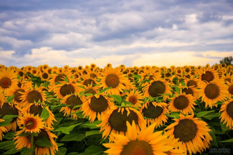 Sunflower Field under Cloudy Sky — Yellow, Serene