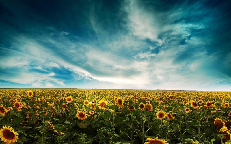 Sunflower Field under Cloudy Sky — Yellow
