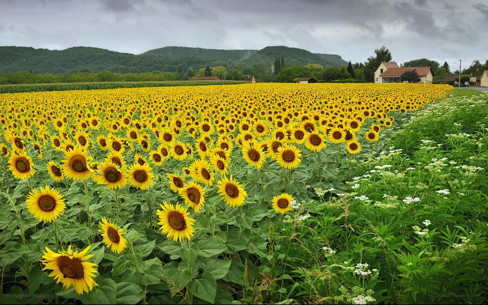 Sunflower field under cloudy sky