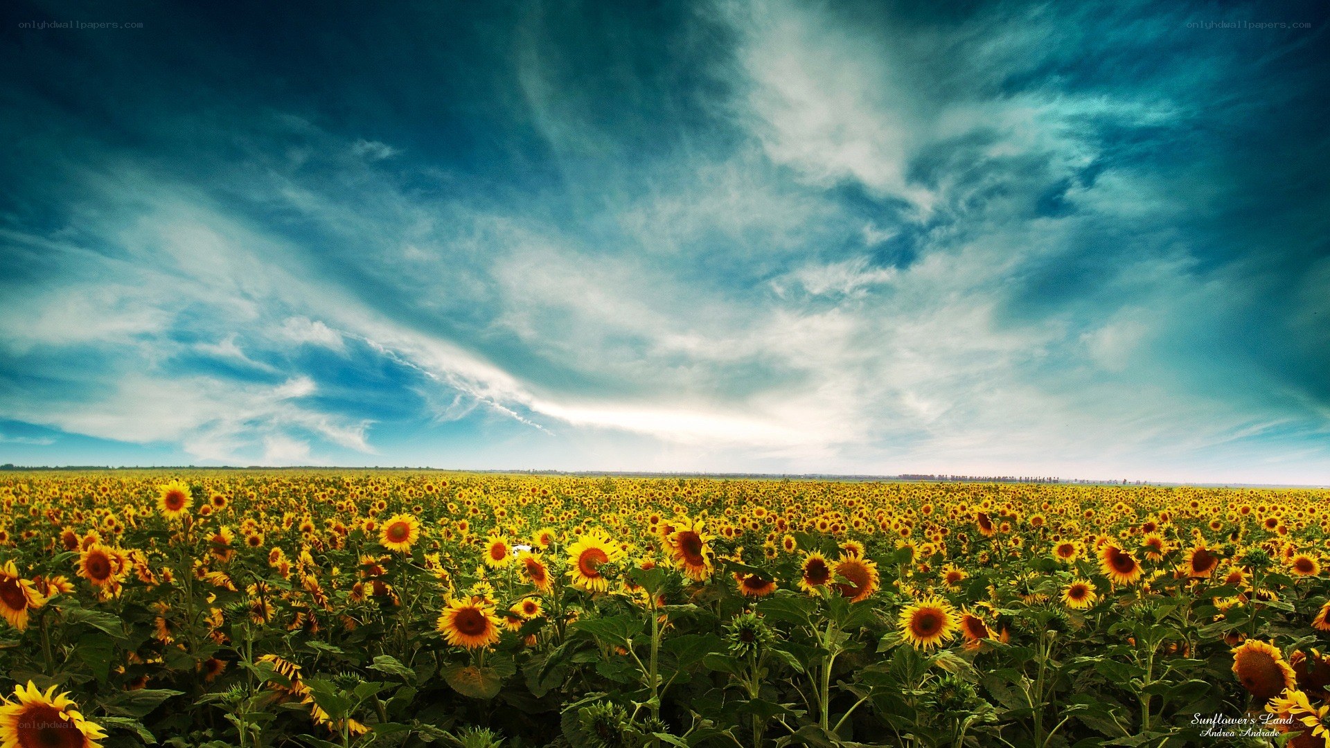 Sunflower field under dramatic sky