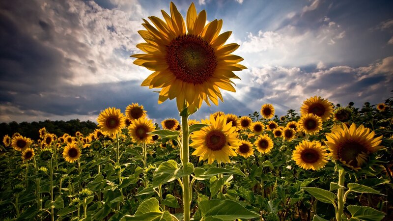 Sunflower field under dramatic sky