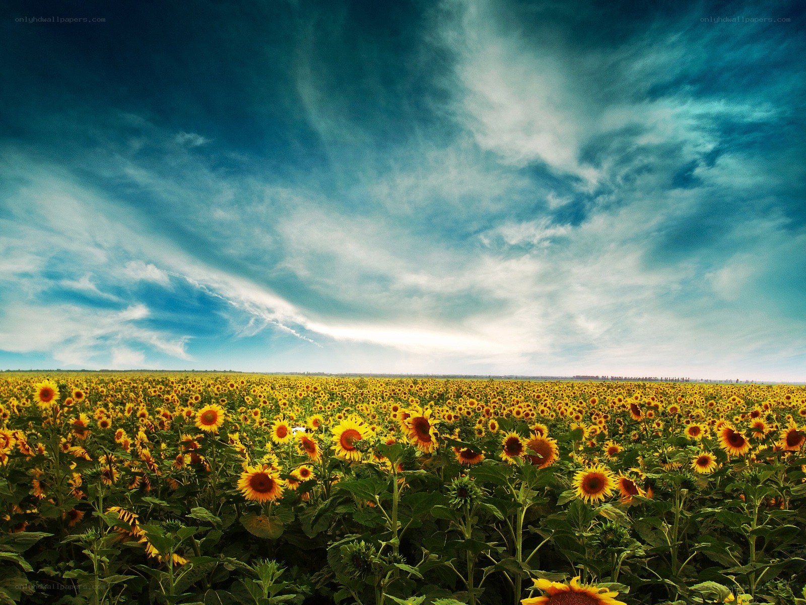 Sunflower field under dramatic sky