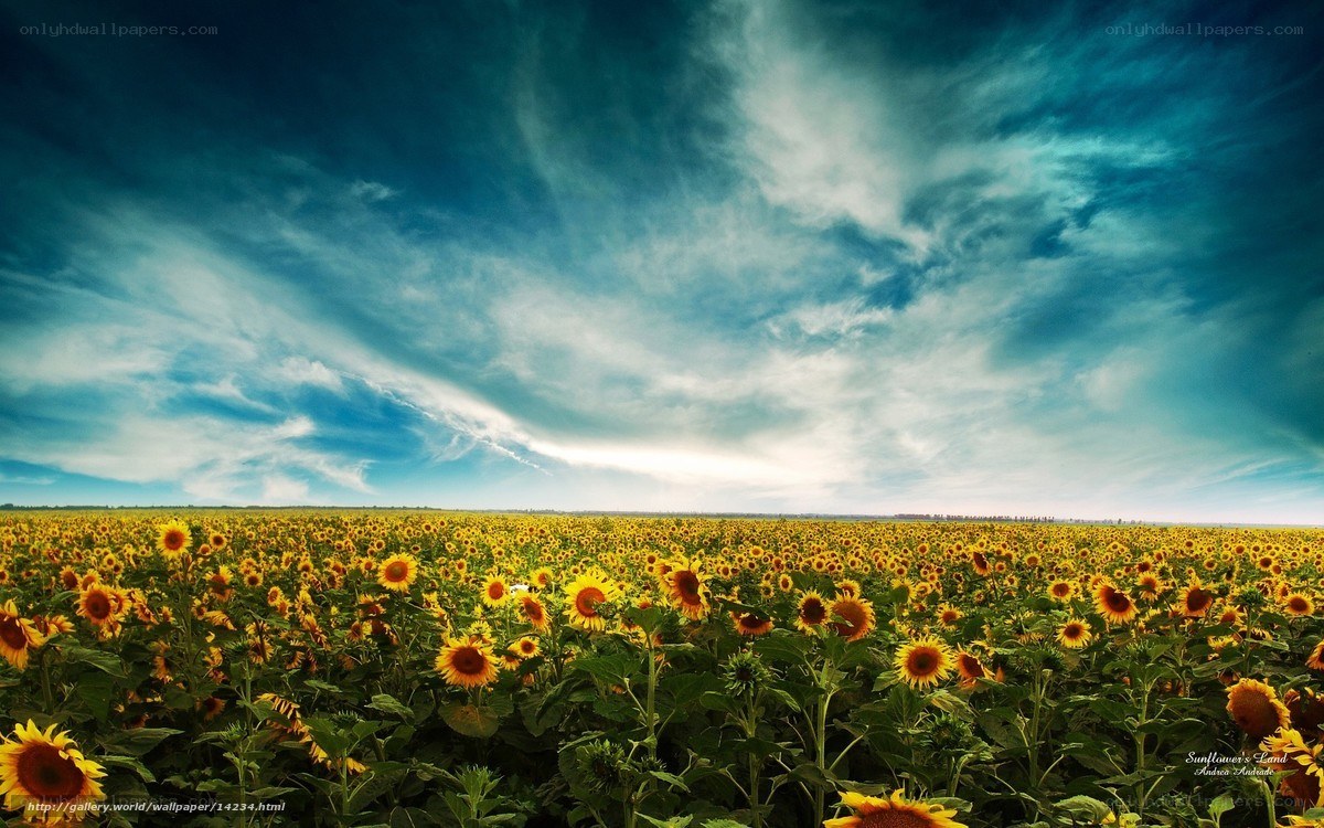 Sunflower field under dramatic sky