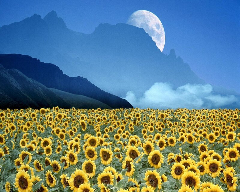 Sunflower field under moonlight