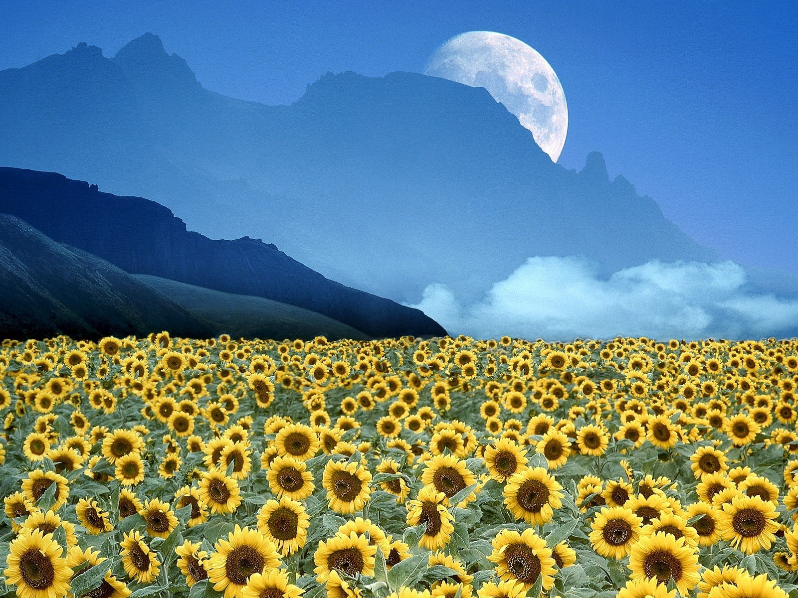 Sunflower field under moonlit sky