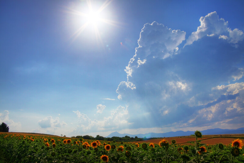 Sunflower Field under Sky — Blue, Dramatic