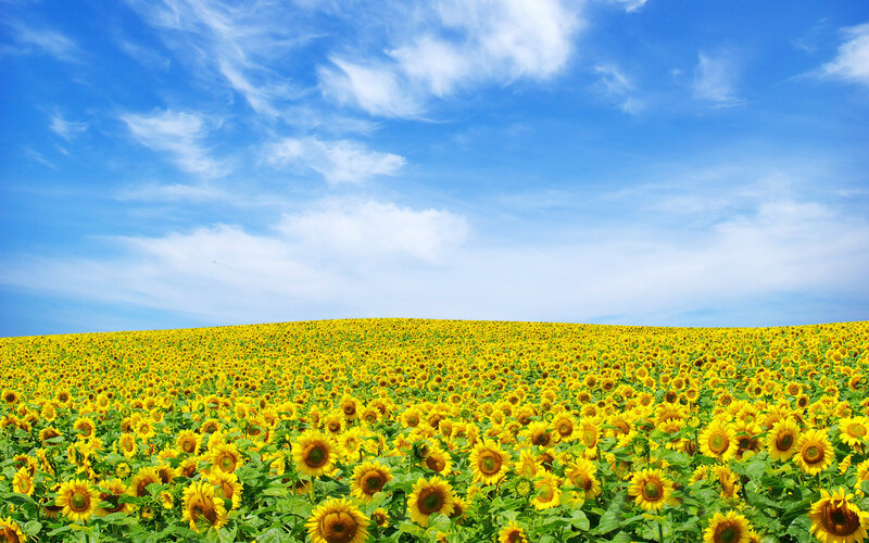 Sunflower Field under Sky