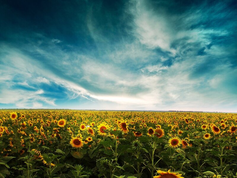 Sunflower Field under Sky — Yellow, Dramatic, Afternoon, Photograph