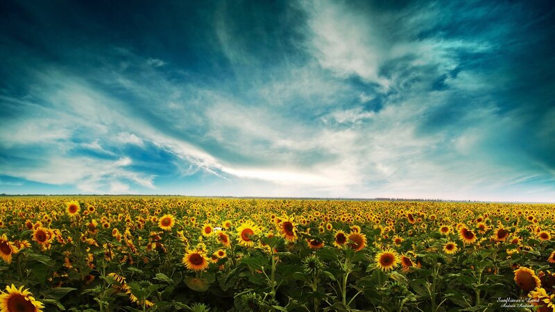 Sunflower Field under Sky — Yellow, Dramatic, Afternoon