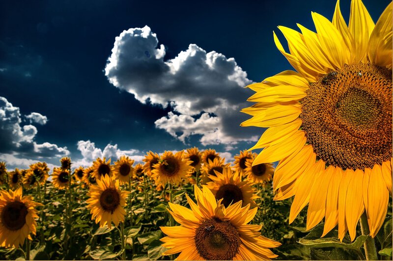 Sunflower Field under Sky — Yellow, Dramatic