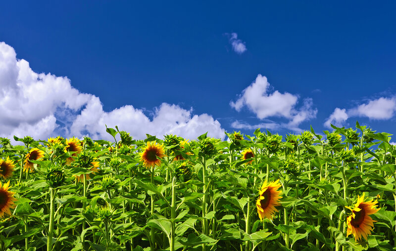 Sunflower Field under Sky — Yellow, Serene, Afternoon, Photograph, Clouds, Blue Sky