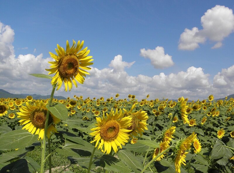 Sunflower Field under Sky — Yellow, Serene, Afternoon, Photograph, Clouds, Mountains