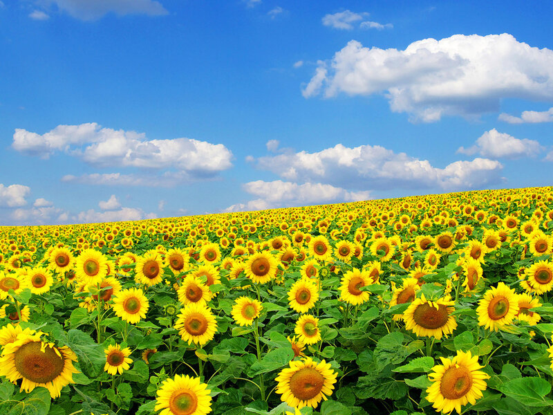 Sunflower Field under Sky — Yellow, Serene, Afternoon