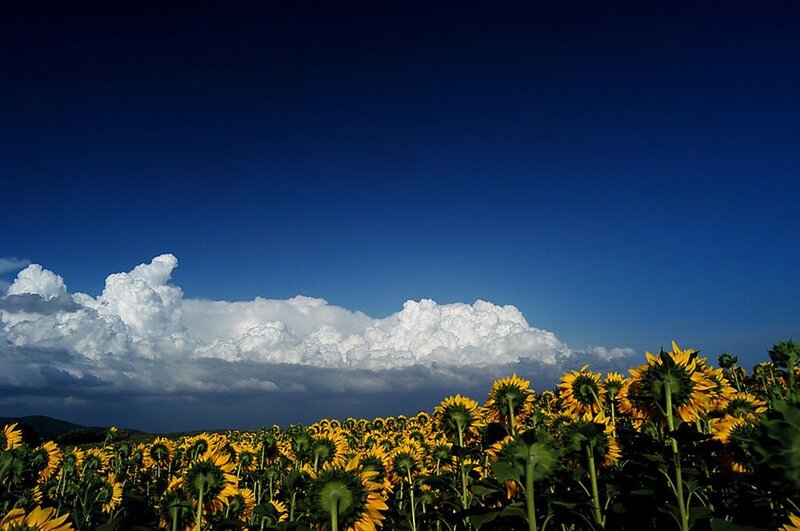 Sunflower field under storm clouds