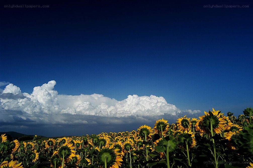 Sunflower field under storm clouds