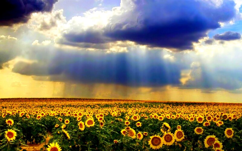 Sunflower Field under Storm