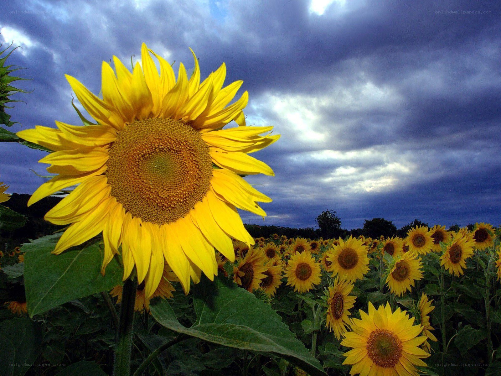Sunflower field under stormy sky