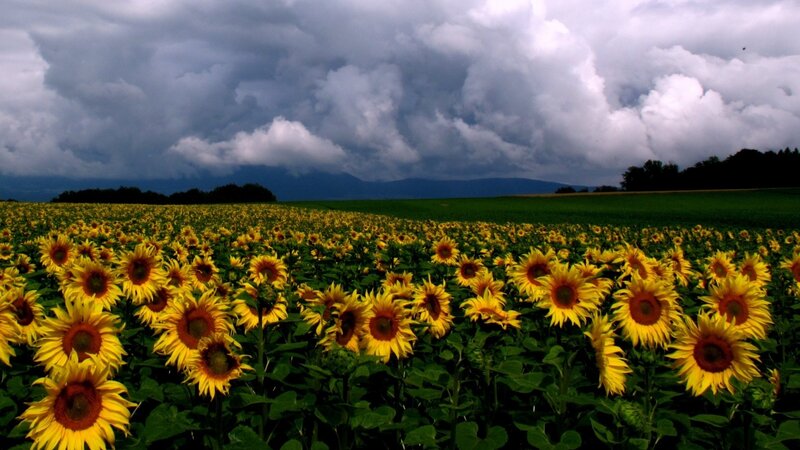 Sunflower field under stormy sky