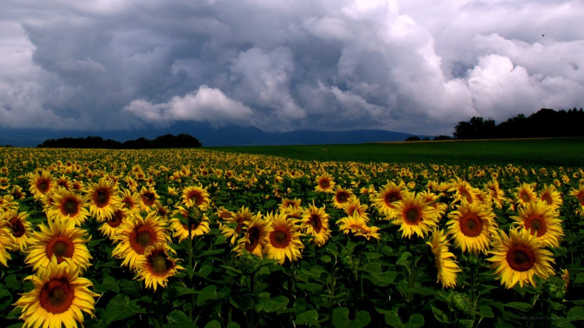Sunflower field under stormy sky